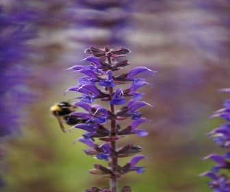 Salbei (Salvia nemorosa 'Mainacht')