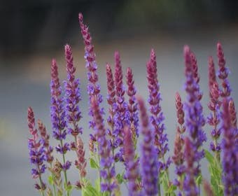 Salbei (Salvia nemorosa 'Ostfriesland')