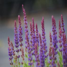 Salie (Salvia nemorosa 'Ostfriesland')
