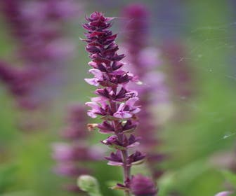 Salbei (Salvia nemorosa 'Rose Queen')