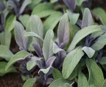 Salbei (Salvia officinalis 'Purpurascens')