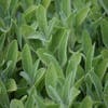 Salbei (Salvia officinalis 'Berggarten')