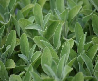 Salbei (Salvia officinalis 'Berggarten')