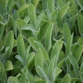 Salbei (Salvia officinalis 'Berggarten')