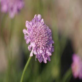 Taubenkraut/Krätzekraut (Scabiosa columbaria 'Pink Mist')