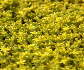 Mauerpfeffer (Sedum acre)
