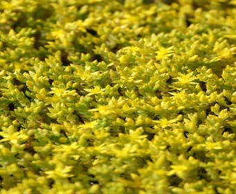 Mauerpfeffer (Sedum acre)