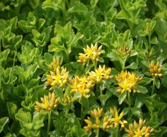 Fetthenne (Sedum kamtschaticum)