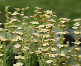 Binsenlilie/Blauaugengras (Sisyrinchium striatum)