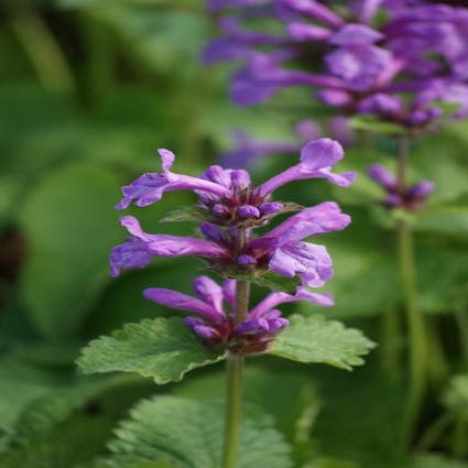 Andoorn (Stachys macrophylla 'Superba')