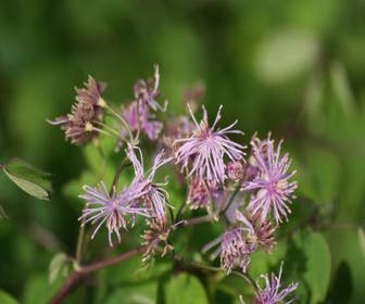 Akelei-Rittersporn (Thalictrum aquilegifolium)