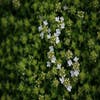 Kriechender Thymian (Thymus praecox 'Albiflorus')