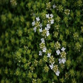 Kriechender Thymian (Thymus praecox 'Albiflorus')