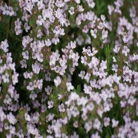 Thymus vulgaris (Echte Tijm)