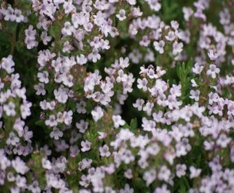 Thymian (Thymus vulgaris 'Compactus')