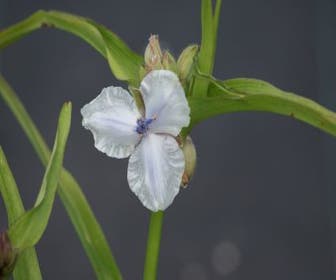 Eintagsblume (Tradescantia 'Osprey')