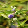 Einertagsblume (Tradescantia 'Zwanenburg Blue')