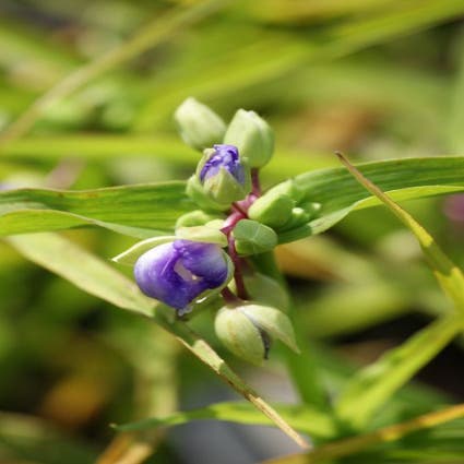 Einertagsblume (Tradescantia 'Zwanenburg Blue')