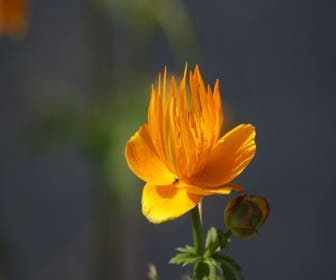 Kugelblume / Butterblume (Trollius chinensis 'Golden Queen') Bio