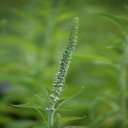 Langblättriger Ehrenpreis (Veronica longifolia 'Schneeriesin')