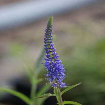 Ehrenpreis (Veronica spicata)