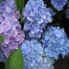 Hortensia (Hydrangea 'Endless Summer' blau)