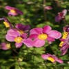 Japanische Anemone (Anemone hupehensis 'Splendens')