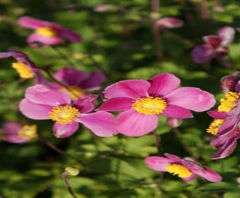 Japanische Anemone (Anemone hupehensis 'Splendens')