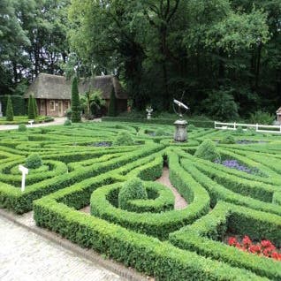 Buxus (Buxus sempervirens)