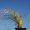 Zwerg-Segge (Carex comans 'Frosted Curls')