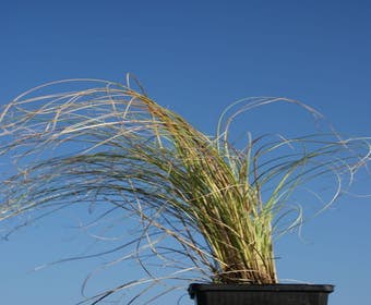 Zwerg-Segge (Carex comans 'Frosted Curls')