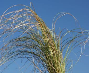 Zwerg-Segge (Carex comans 'Frosted Curls')