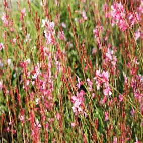 Lindheimer's Kerze (Gaura lindheimeri 'Siskiyou Pink')