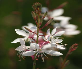 Prachtkerze (Gaura lindheimeri 'Whirling Butterflies')