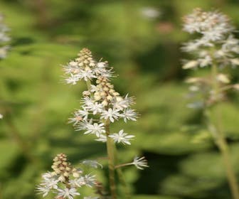 Perücken-Schaumblüte (Tiarella wherryi)