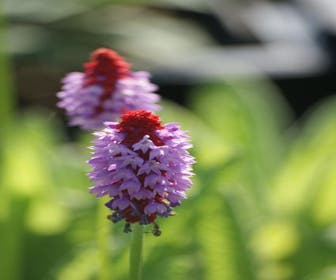 Orchideen-Primel (Primula vialii)