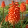 Feuerlanze/Fackellilie (Kniphofia 'Alcazar')
