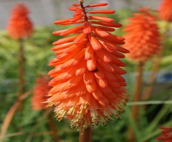 Feuerlanze/Fackellilie (Kniphofia 'Alcazar')