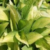 Funkia/Hartlelie (Hosta 'Gold Standard')