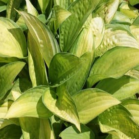 Hosta 'Gold Standard' (Funkia/Hartlelie)