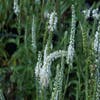 Virginische Ehrenpreis (Veronicastrum virginicum 'Album')