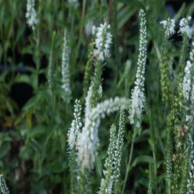 Virginische Ehrenpreis (Veronicastrum virginicum 'Album')