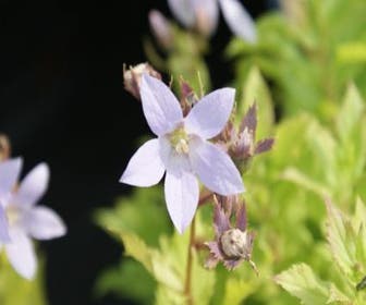 Glockenblume (Campanula lactiflora)