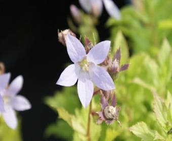 Glockenblume (Campanula lactiflora)