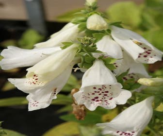 Fingerhut (Digitalis purpurea 'Alba')