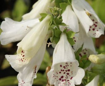 Fingerhut (Digitalis purpurea 'Alba')