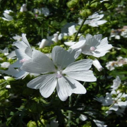 Käsekraut (Malva sylvestris 'Marina')