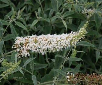 Schmetterlingsflieder (Buddleja 'White Ball')