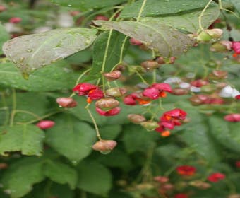 Kardinalhut (Euonymus planipes)
