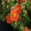 Fingerkraut (Potentilla fruticosa 'Red Ace')